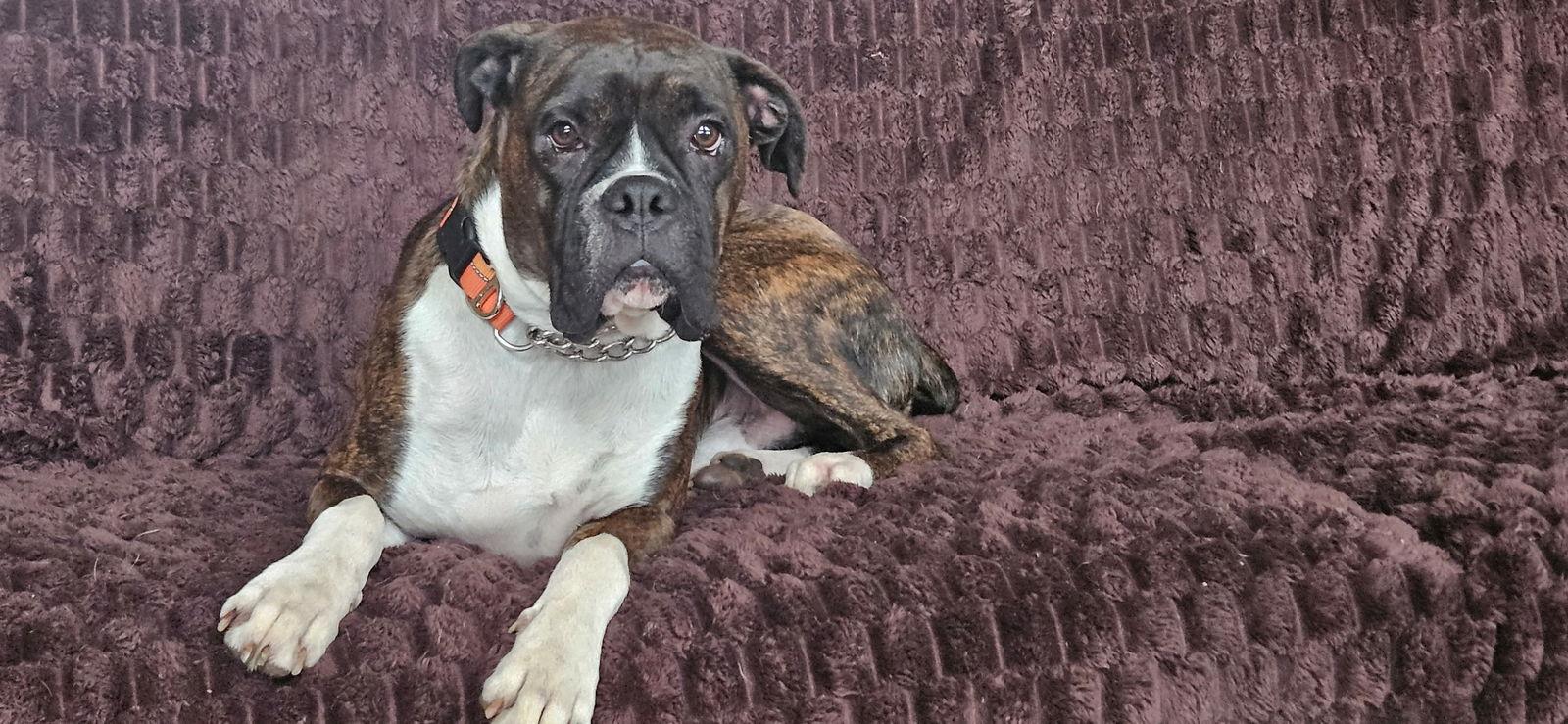 Paladin, Adoptable, Adult Male Boxer.