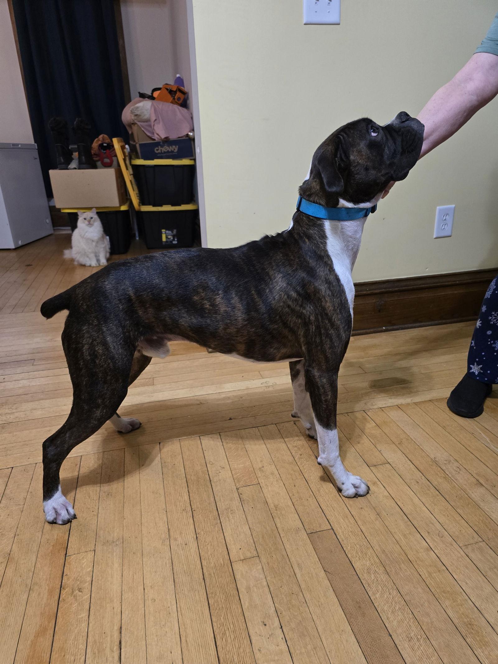 Paladin, Adoptable, Adult Male Boxer.
