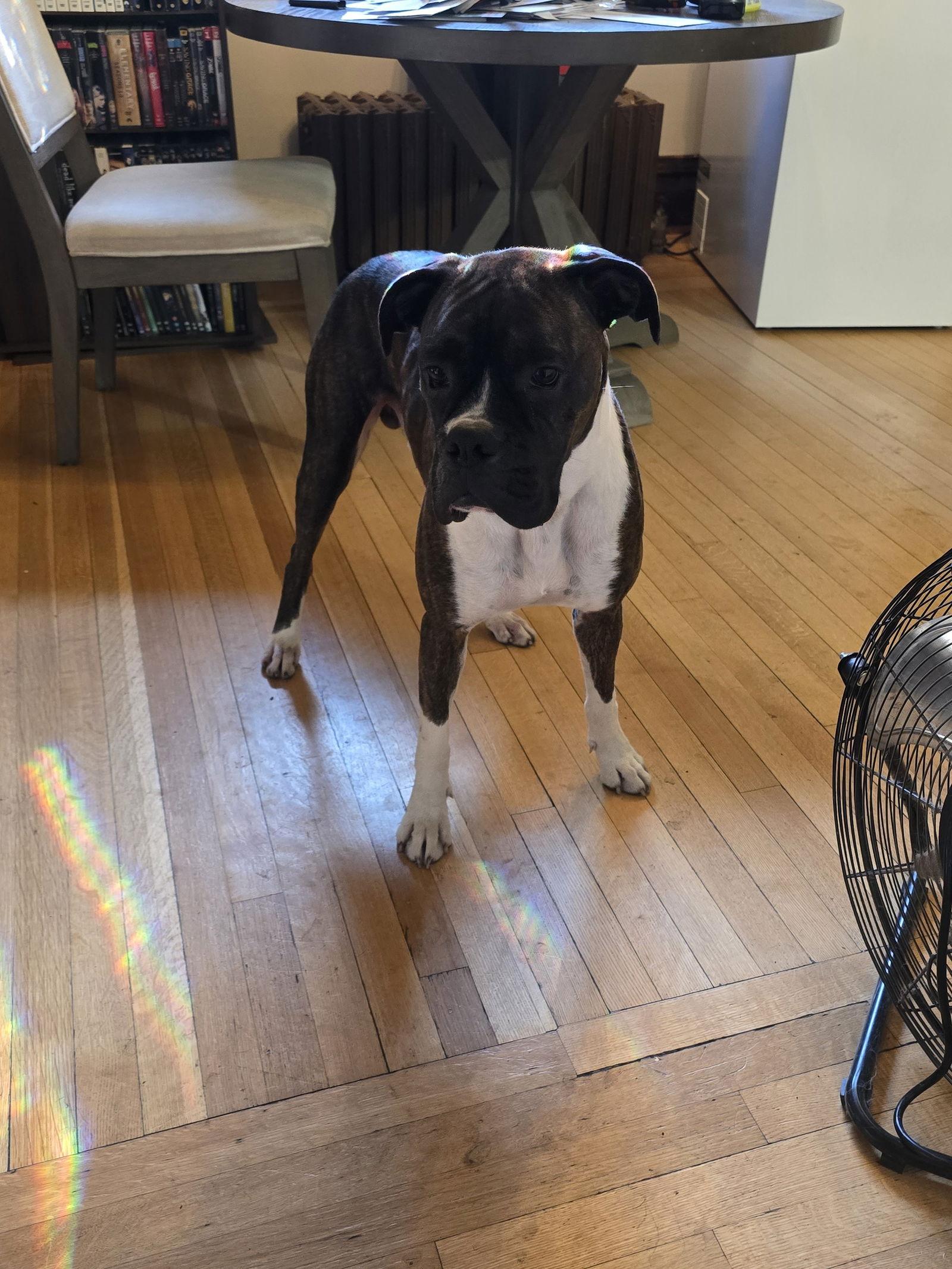 Paladin, a Adoptable Boxer in Woodbury, MN image 3/3