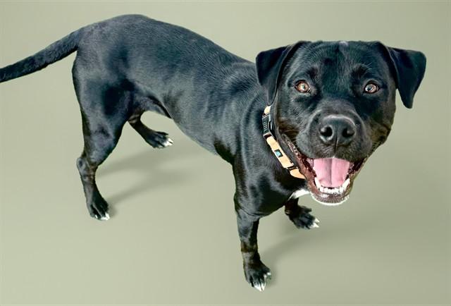 ENTITY, Adoptable, Young Female Rottweiler & Pit Bull Terrier.