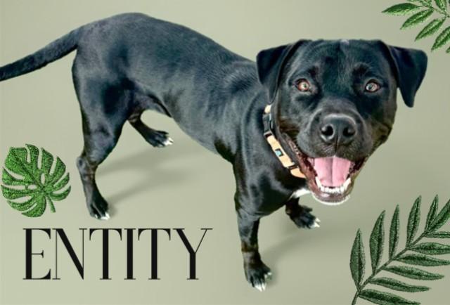 ENTITY, Adoptable, Young Female Rottweiler & American Bulldog.