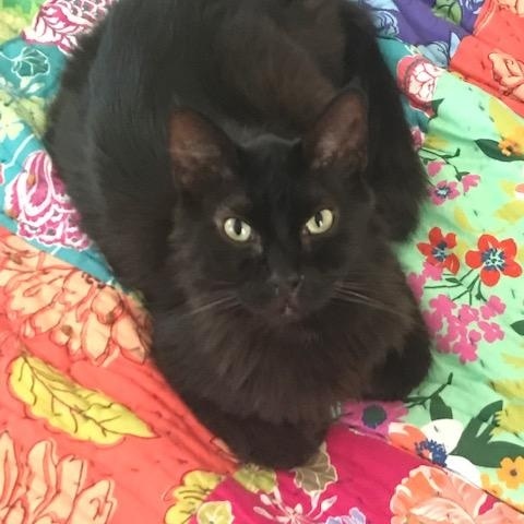Parker, ADOPTABLE, Adult Male Domestic Medium Hair.