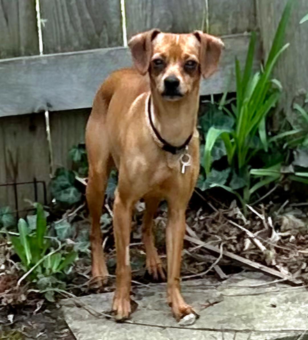 Enlarge Peggy Sue, a Adoptable mixed breed in Lake Geneva, WI image 6/6