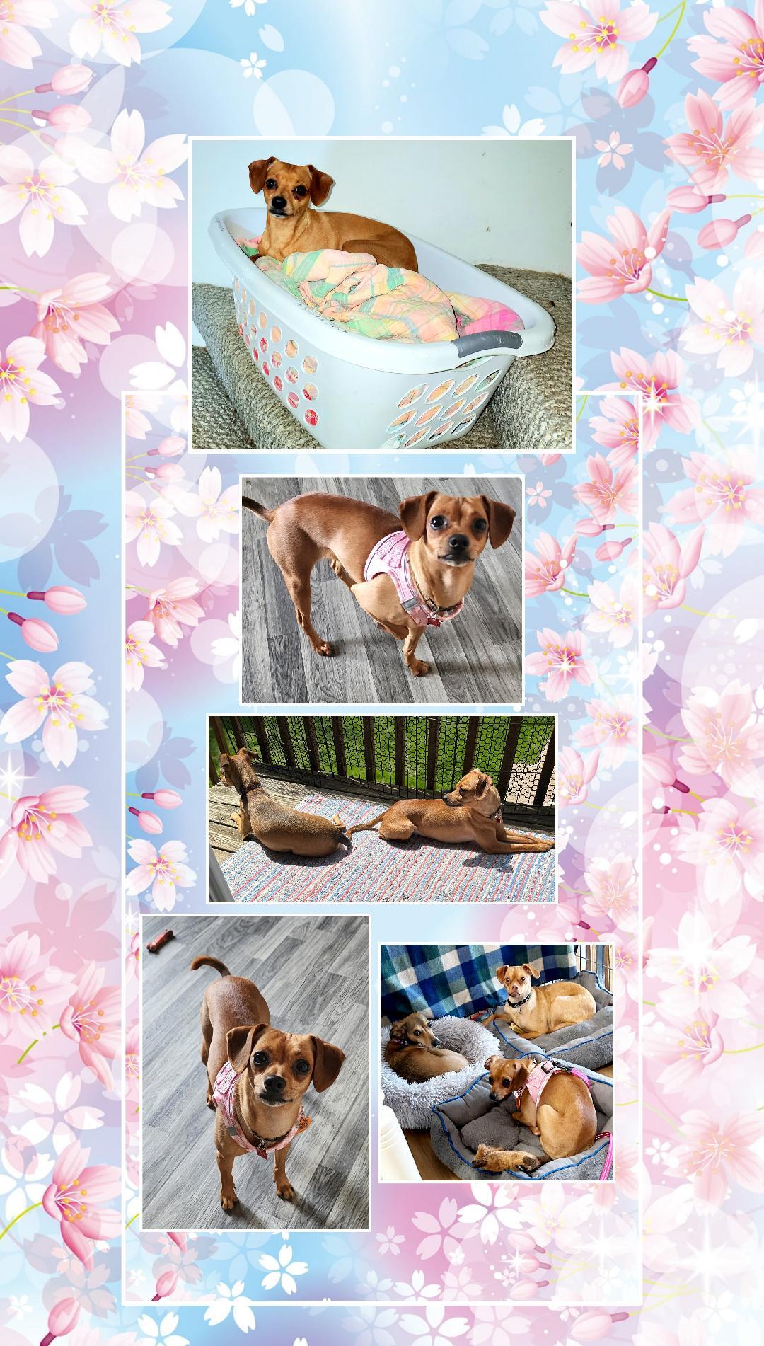 Enlarge Peggy Sue, a Adoptable mixed breed in Lake Geneva, WI image 5/6