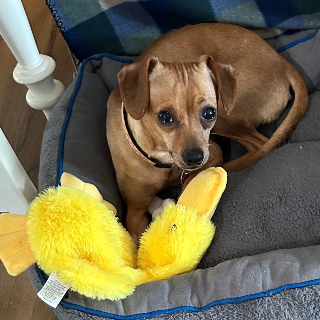 Enlarge Peggy Sue, a Adoptable mixed breed in Lake Geneva, WI image 3/6