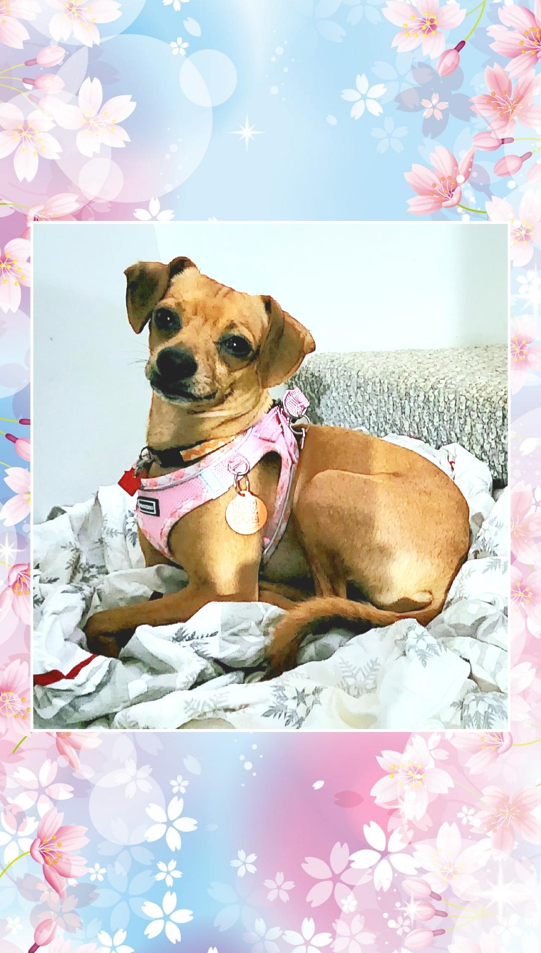 Peggy Sue, Adoptable, Young Female Terrier.