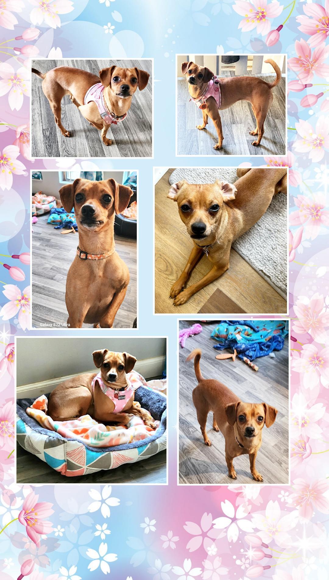 Enlarge Peggy Sue, a Adoptable mixed breed in Lake Geneva, WI image 4/6