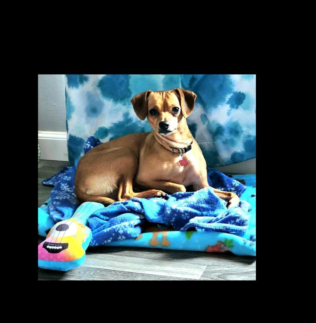 Enlarge Peggy Sue, a Adoptable mixed breed in Lake Geneva, WI image 2/6