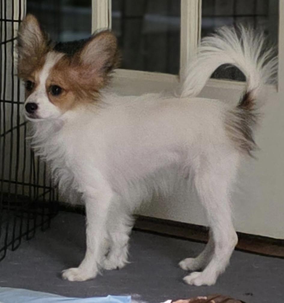 Enlarge Andy, a Adoptable Papillon in Overland Park, KS image 1/1