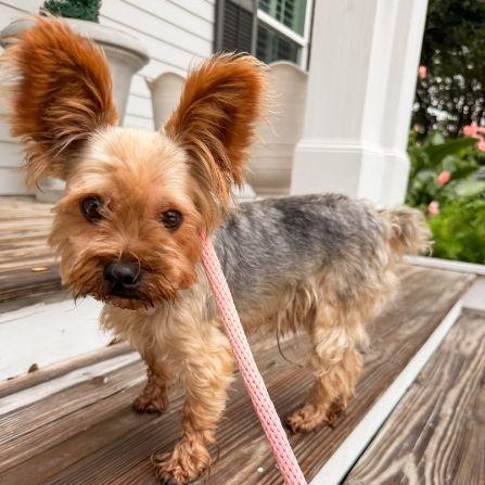 Theo, adopted, Adult Male Yorkshire Terrier.