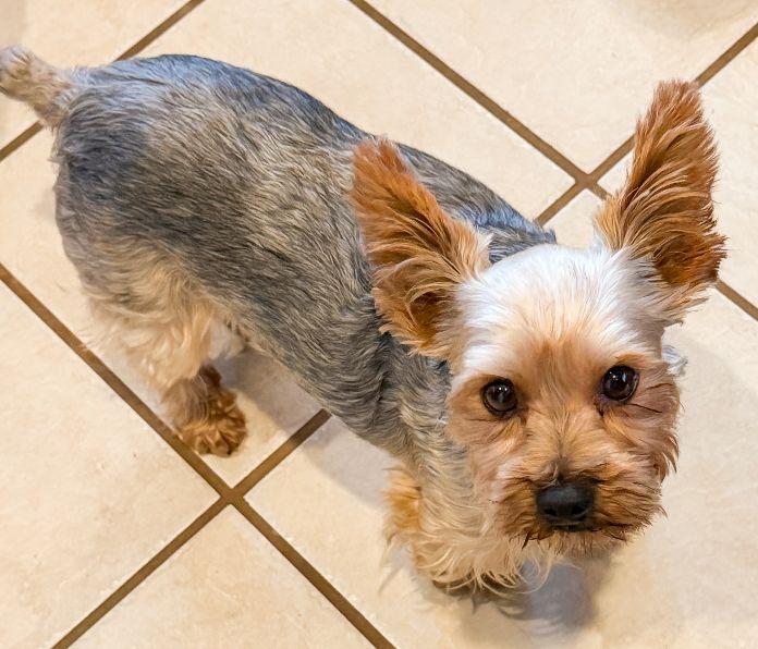 Theo, an adopted Yorkshire Terrier in Pensacola, FL image 3/4