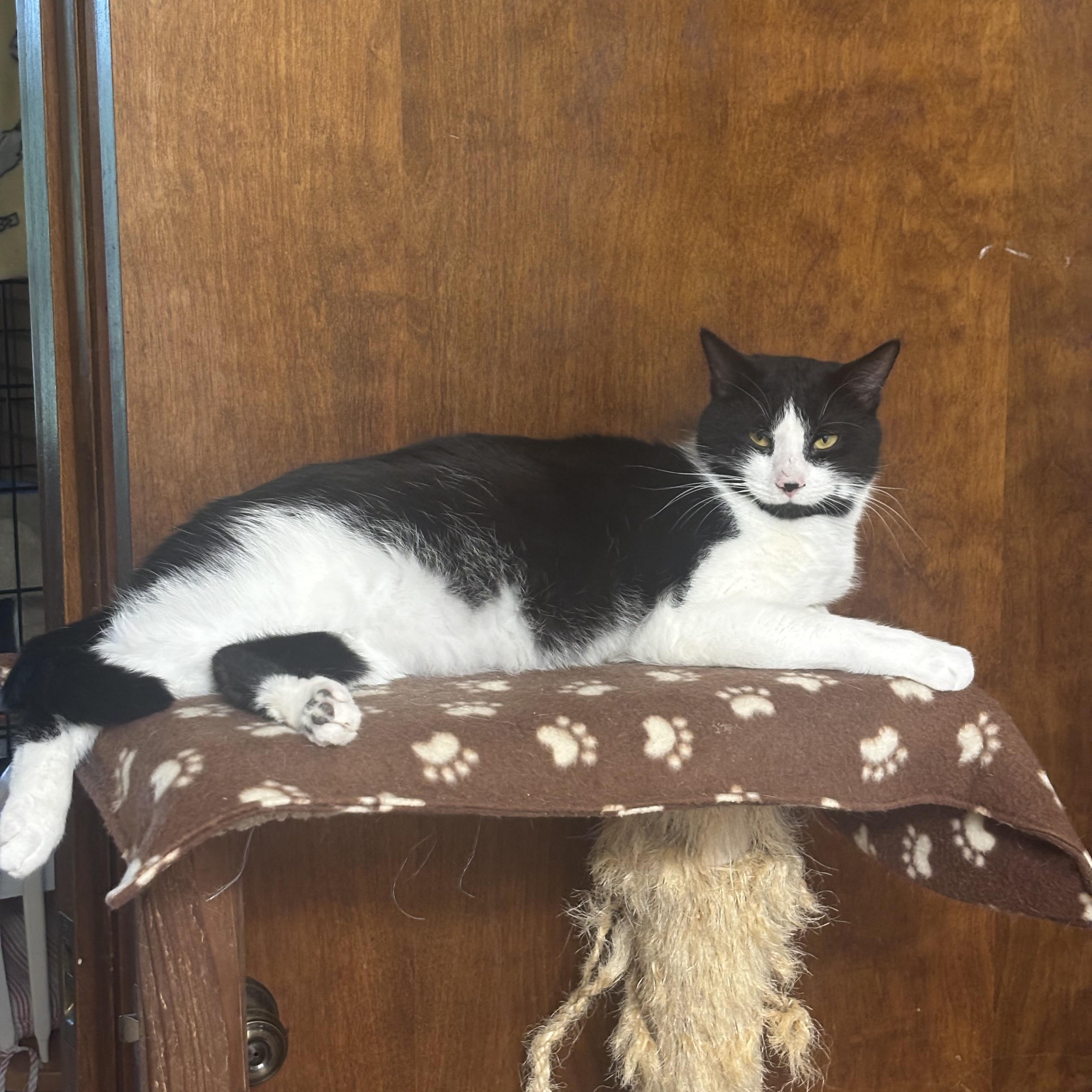 Chase, a ADOPTABLE Domestic Short Hair in Beltsville, MD image 3/6