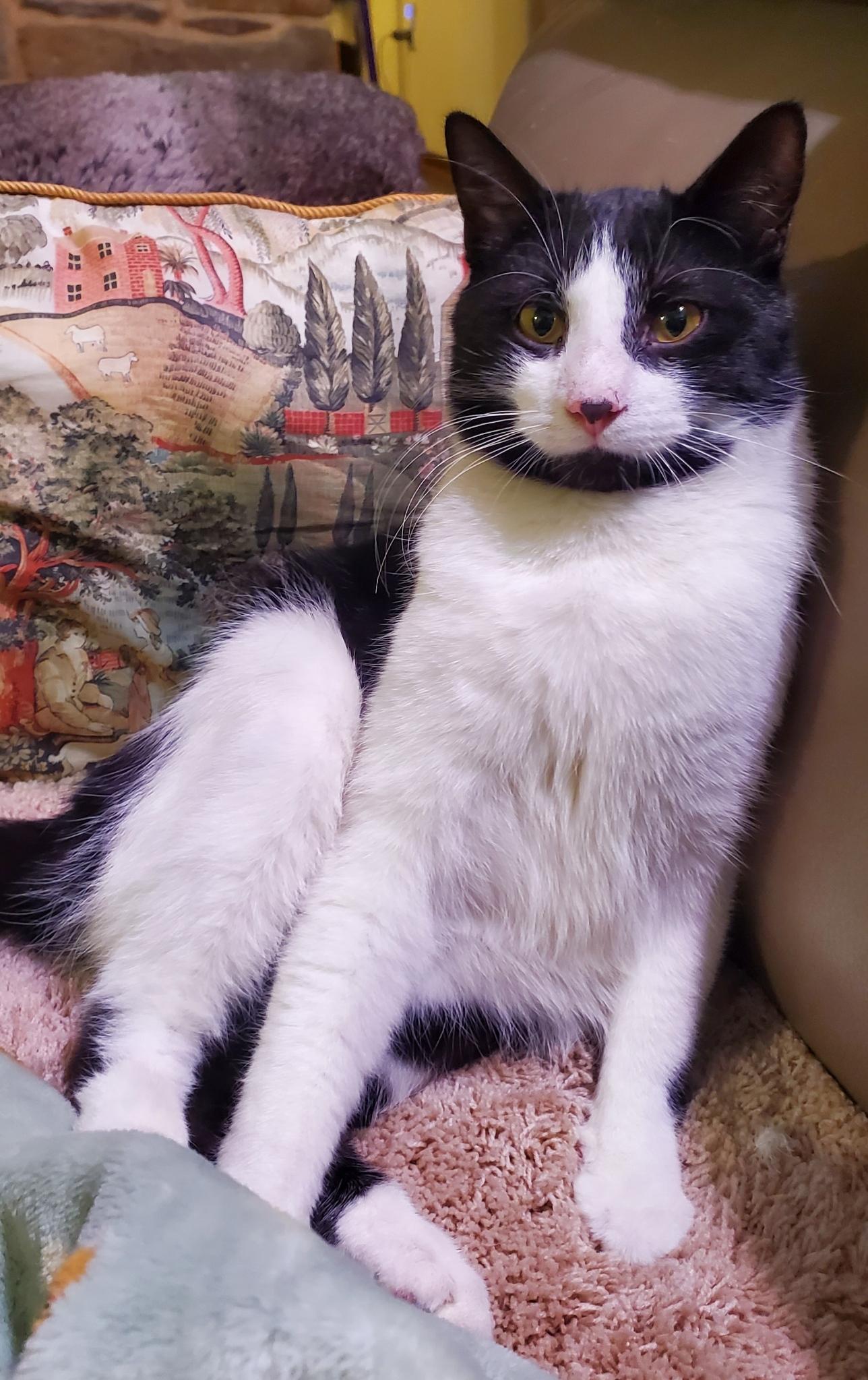 Chase, ADOPTABLE, Young Male Domestic Short Hair.