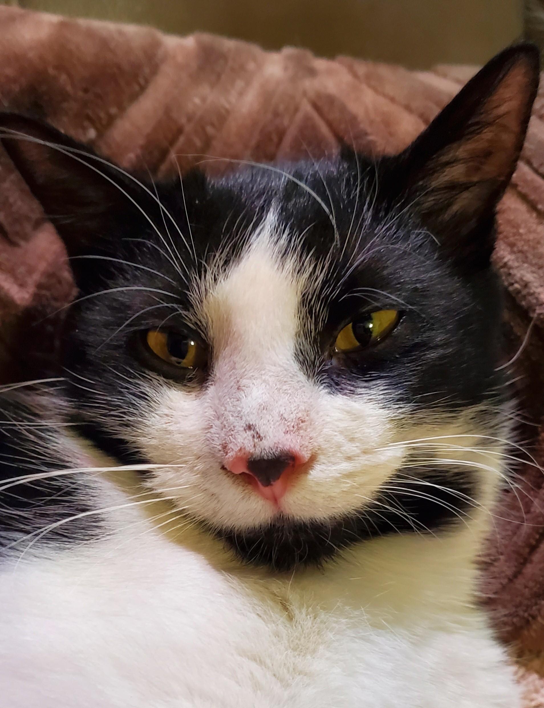 Enlarge Chase, a ADOPTABLE Domestic Short Hair in Beltsville, MD image 1/6