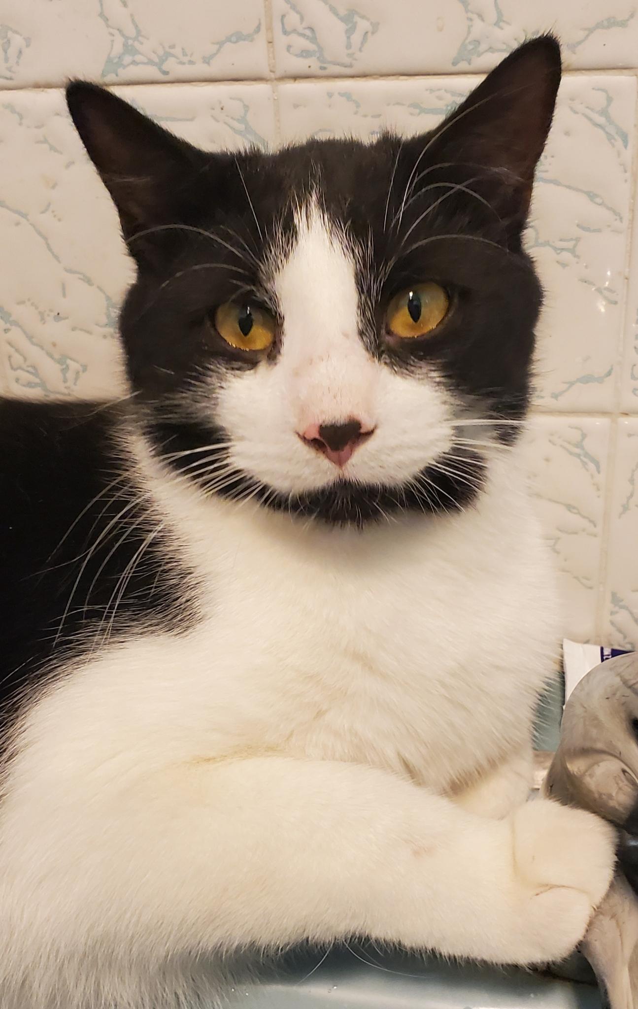 Chase, ADOPTABLE, Young Male Domestic Short Hair.