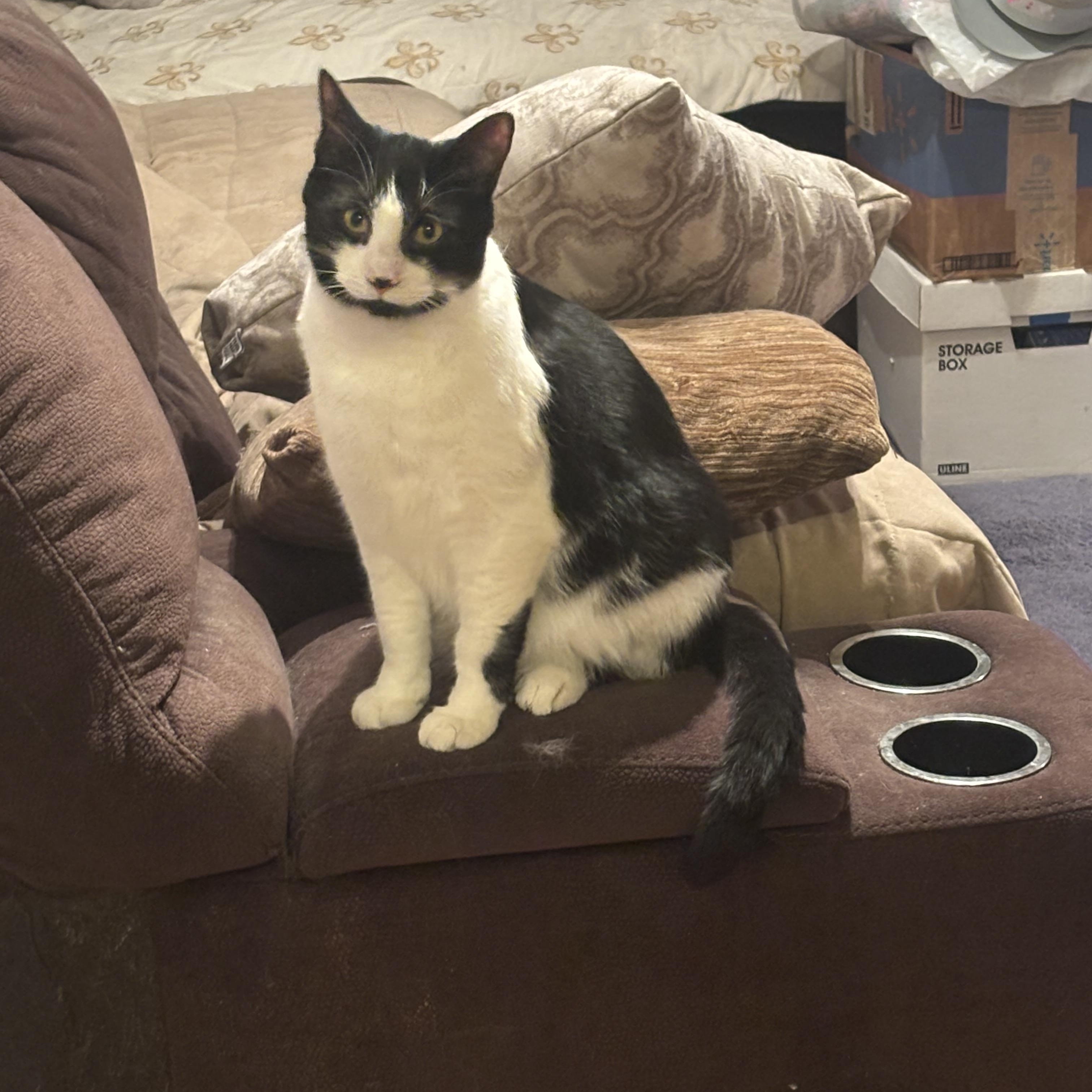 Enlarge Chase, a ADOPTABLE Domestic Short Hair in Beltsville, MD image 6/6