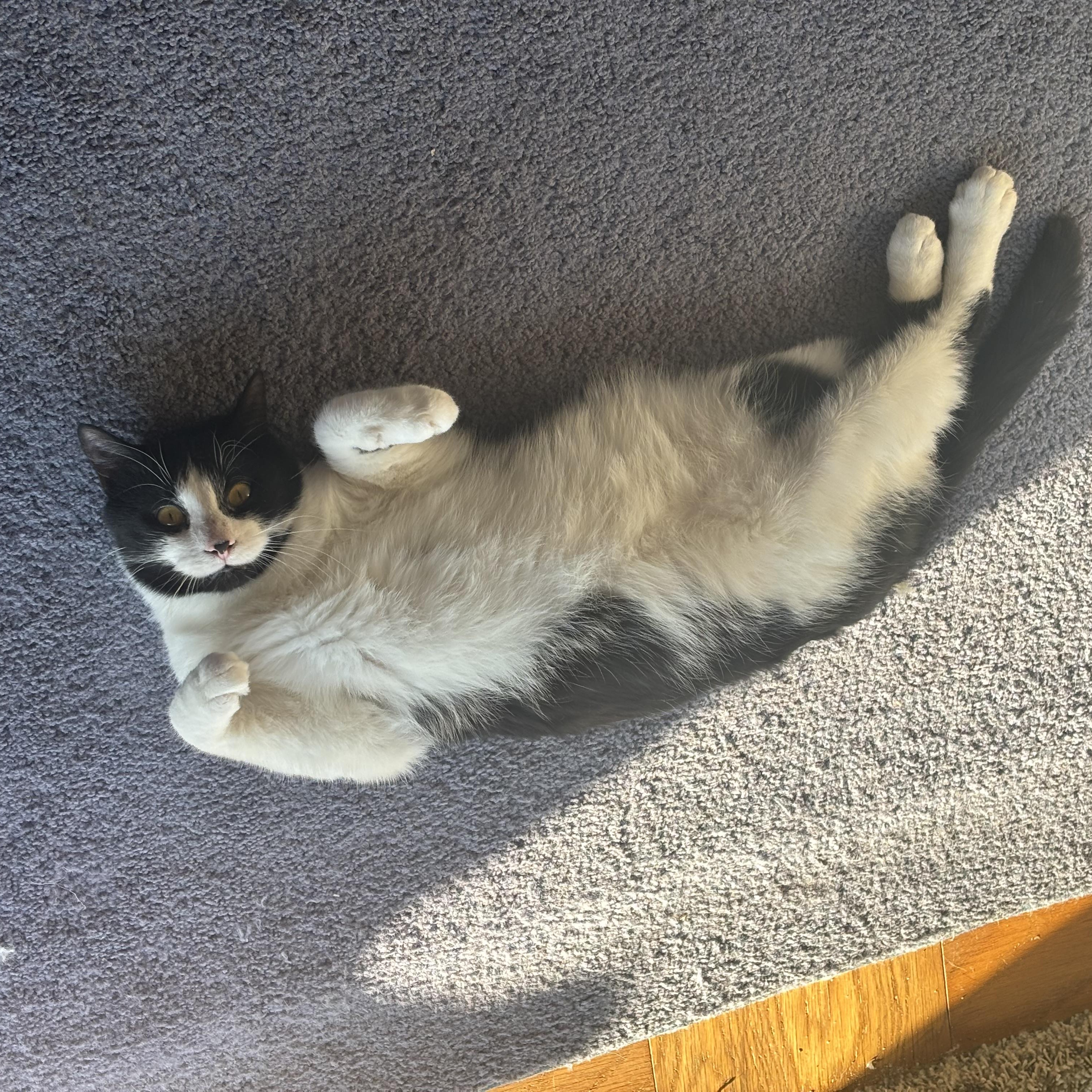 Enlarge Chase, a ADOPTABLE Domestic Short Hair in Beltsville, MD image 5/6