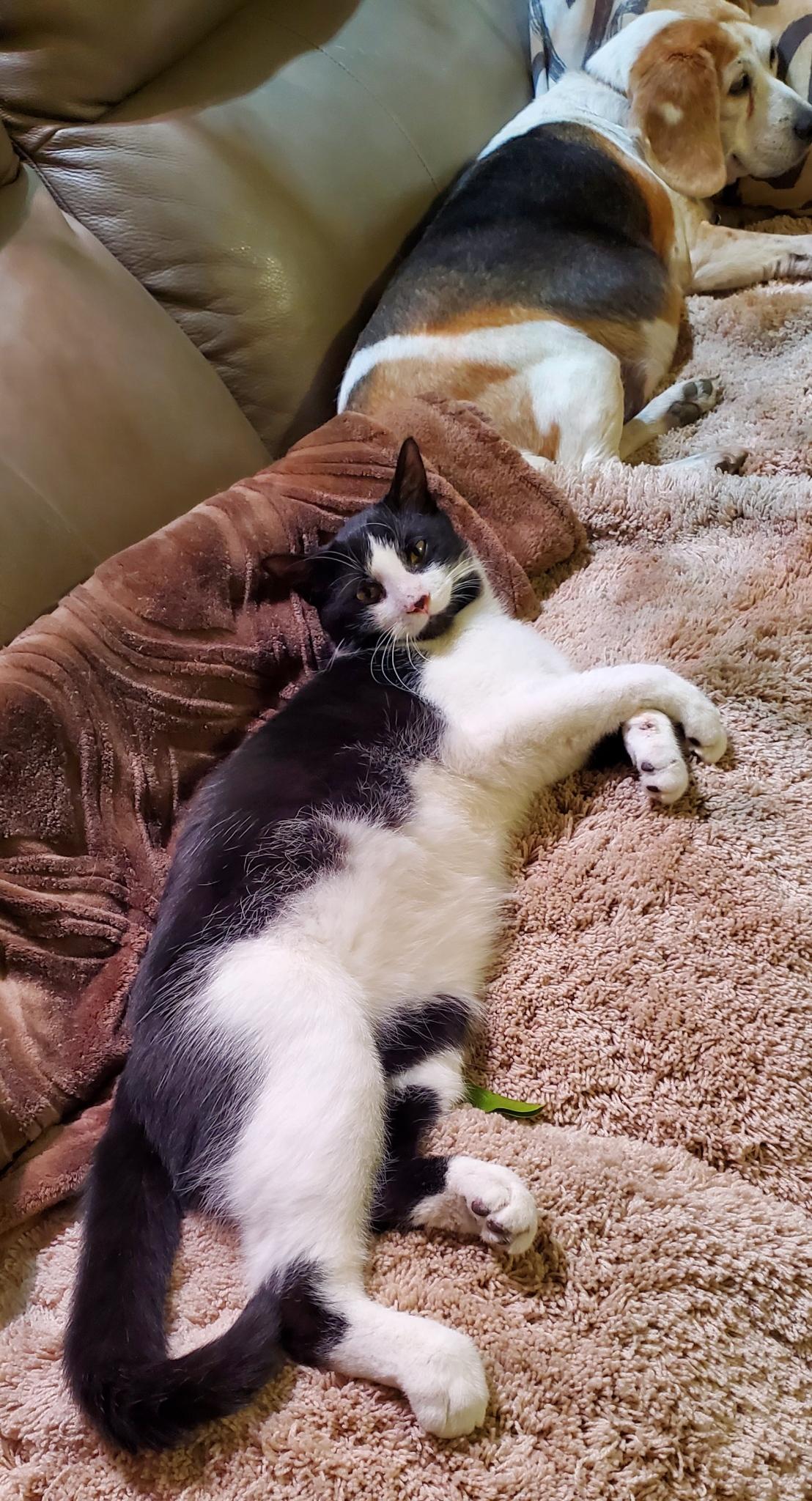 Enlarge Chase, a ADOPTABLE Domestic Short Hair in Beltsville, MD image 4/6