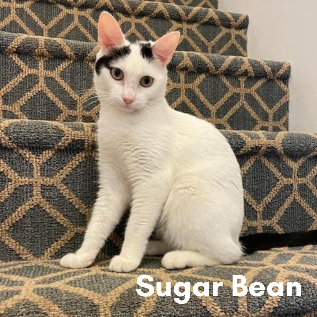 Sugar Bean, a Adoptable Domestic Short Hair in New Haven, CT image 1/2