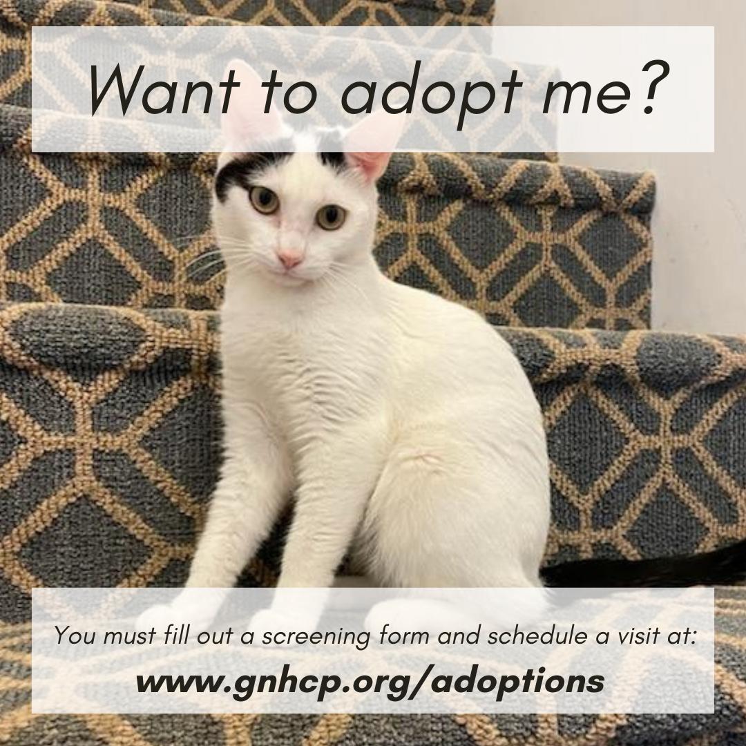 Sugar Bean, a Adoptable Domestic Short Hair in New Haven, CT image 2/2