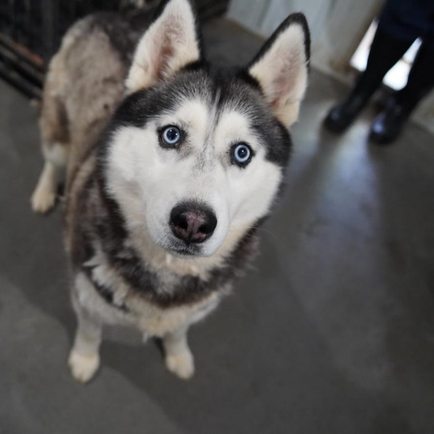 Willow, Adoptable, Senior Female Husky.