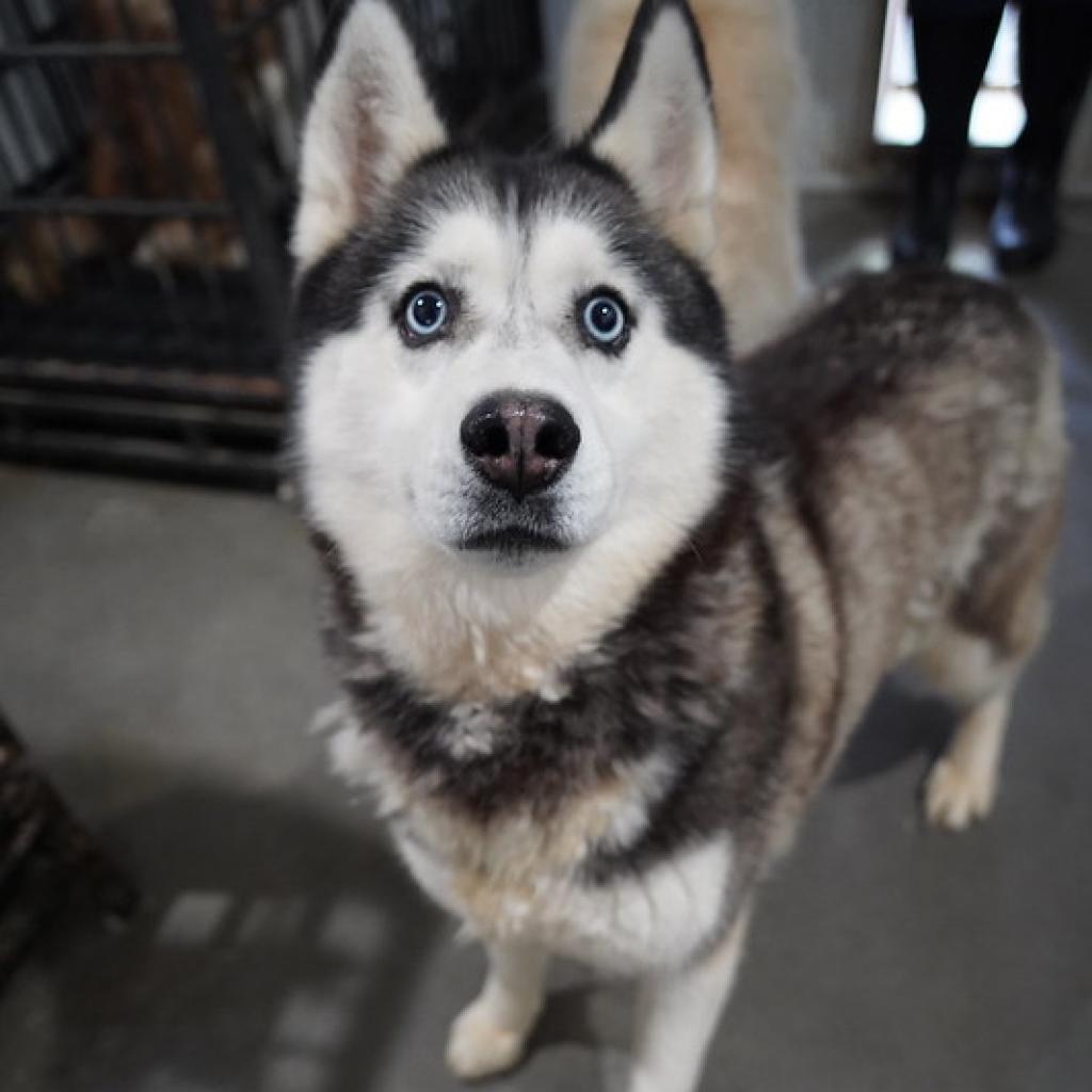Willow, a Adoptable Husky in Eufaula, OK image 3/6