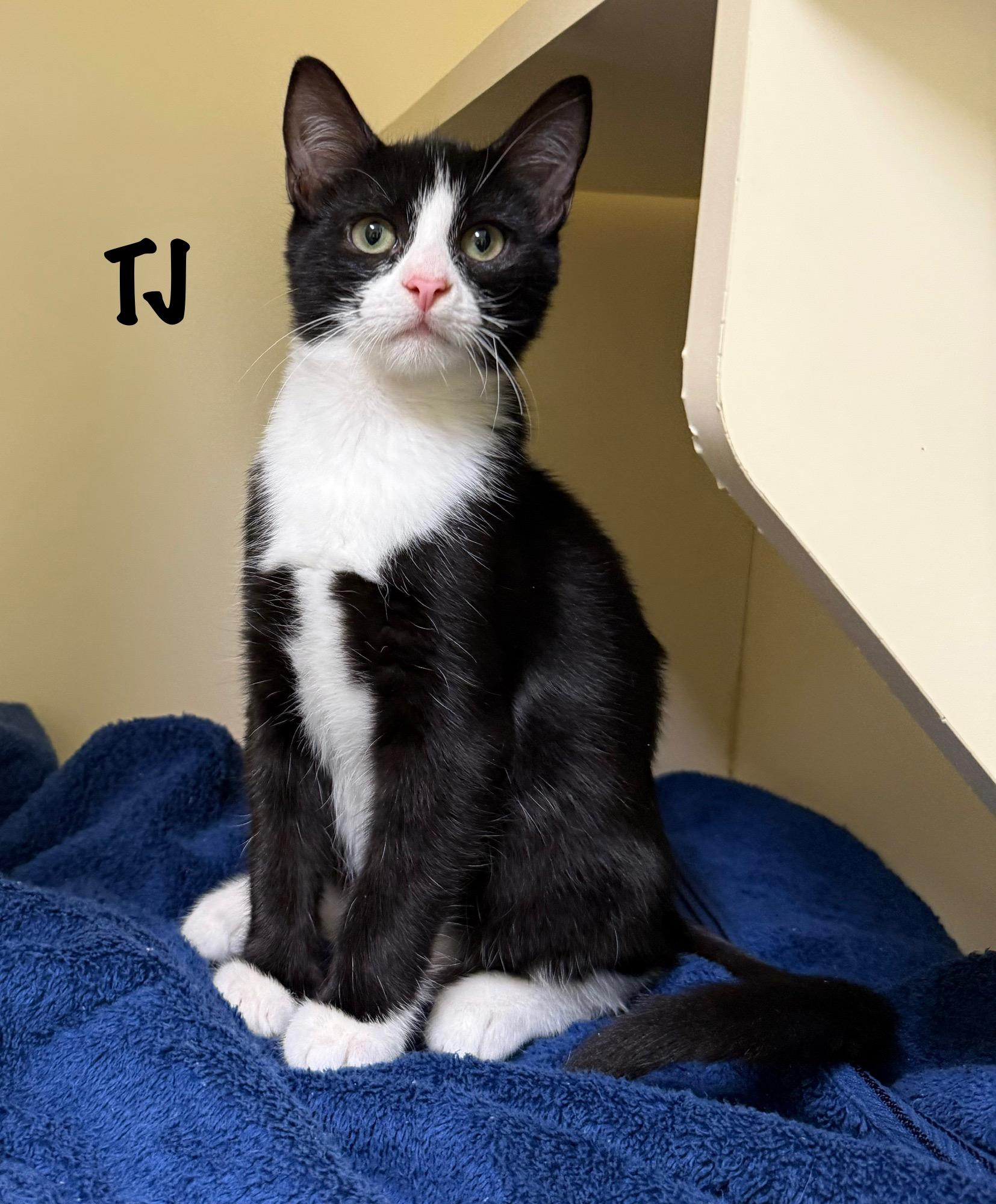 TJ