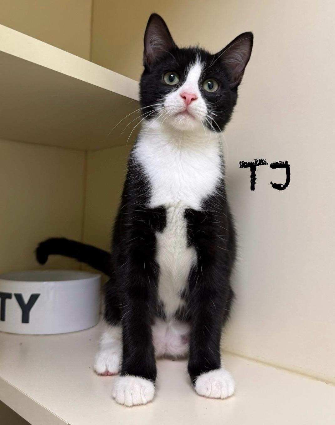 TJ