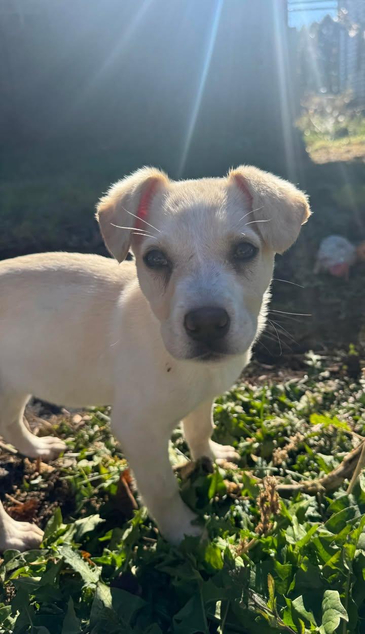 Enlarge Cali, a Adoptable mixed breed in Marengo, IL image 1/1