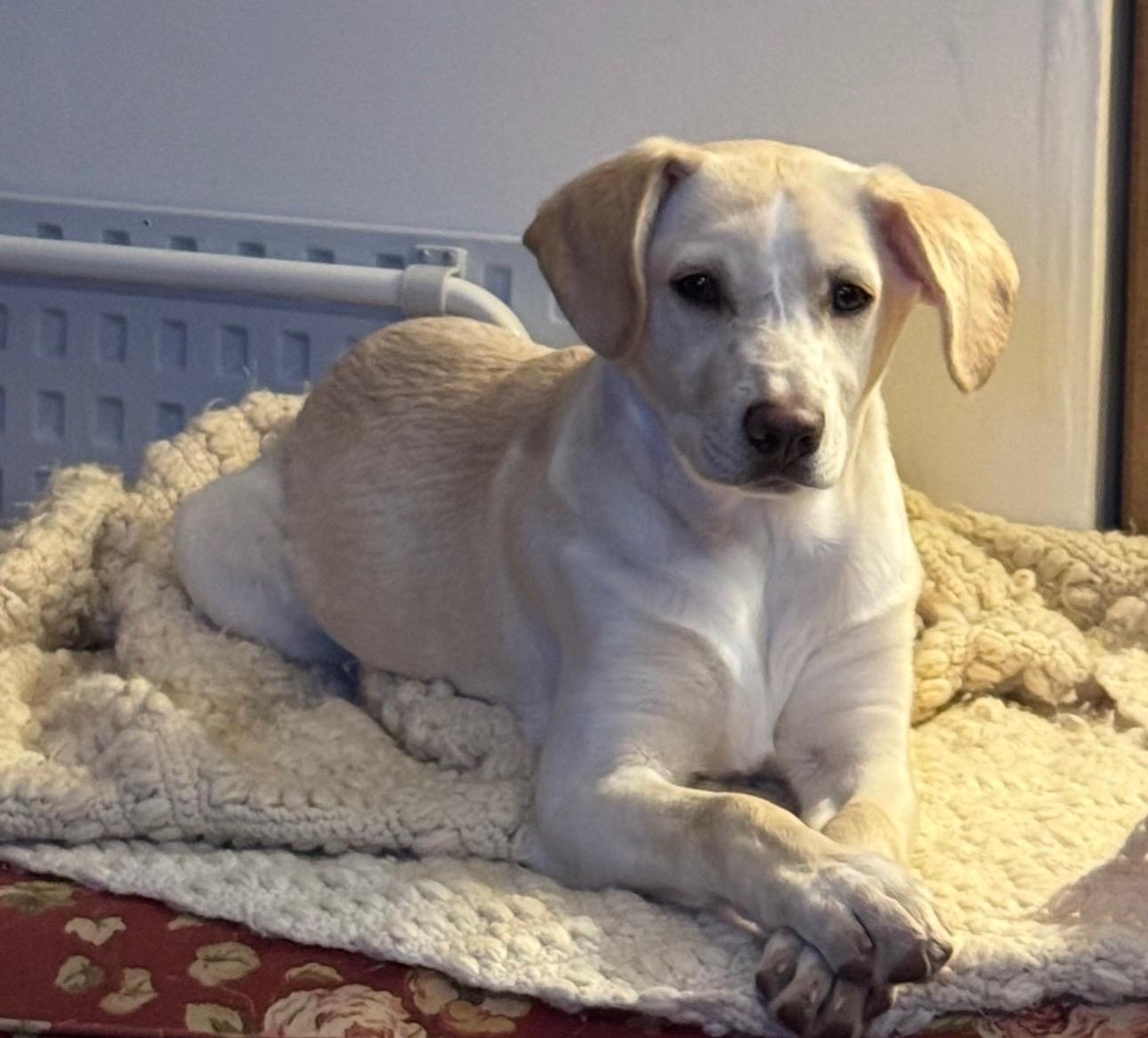 Cali, Adoptable, Puppy Female Yellow Labrador Retriever.