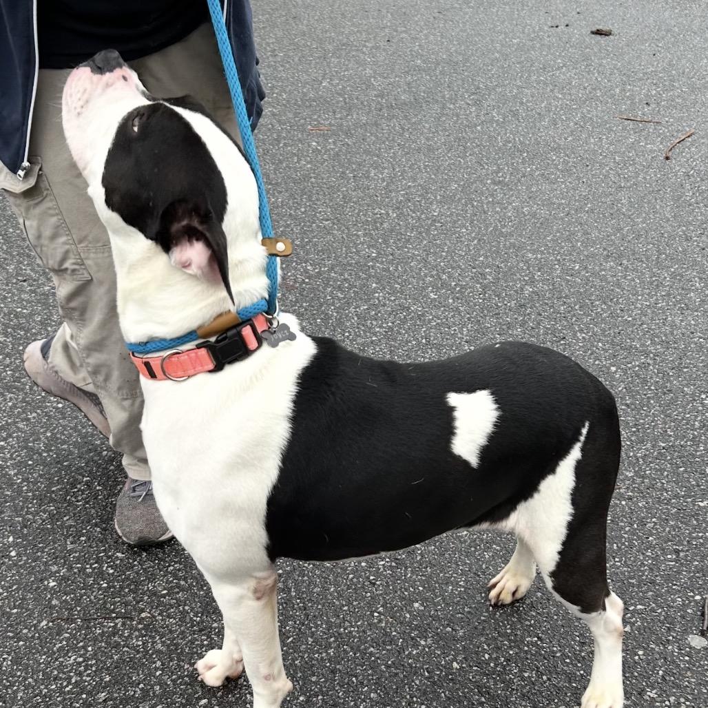 Bruno 4477 — thumbnail 2