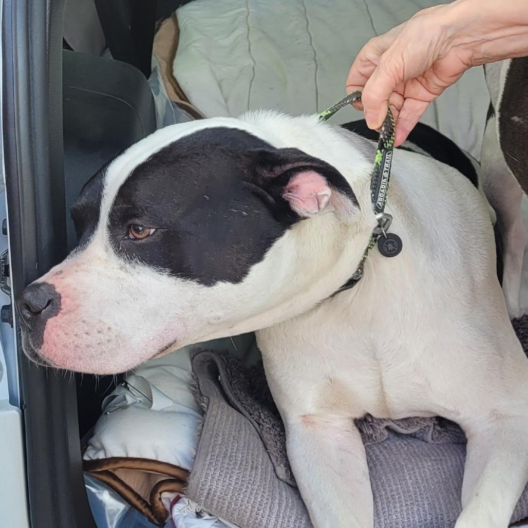 Bruno 4477 — thumbnail 3