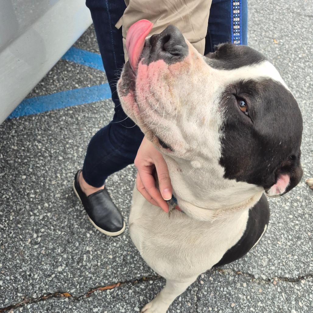 Bruno 4477 — thumbnail 4