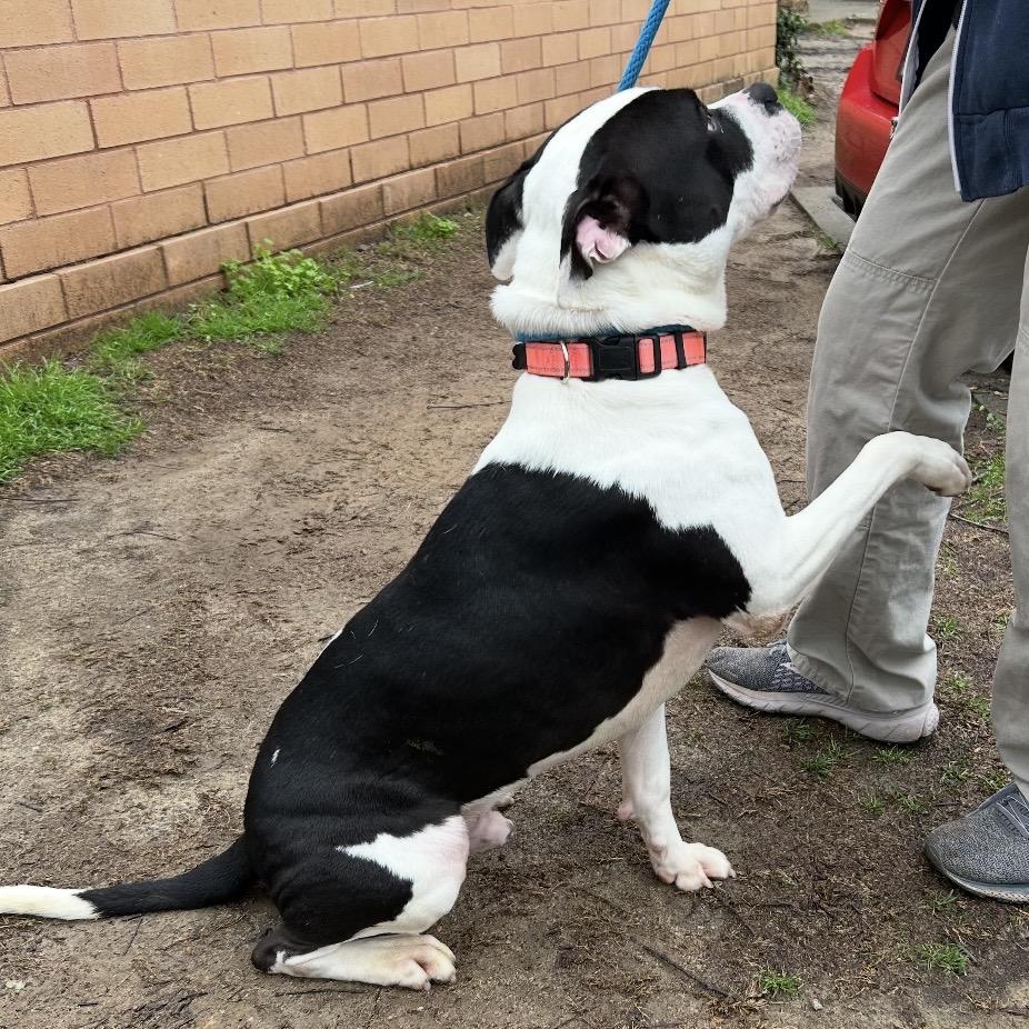 Bruno 4477 — thumbnail 5