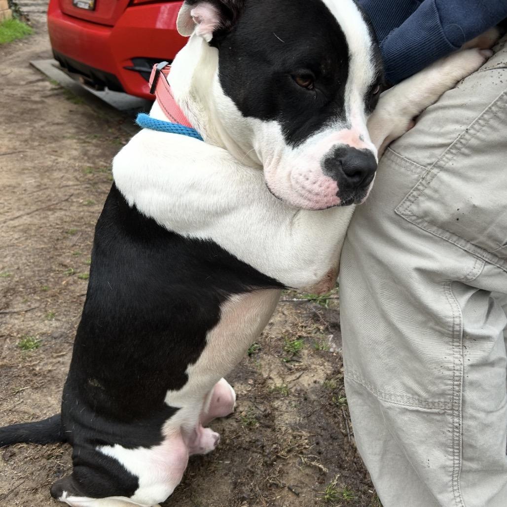 Bruno 4477 — thumbnail 6