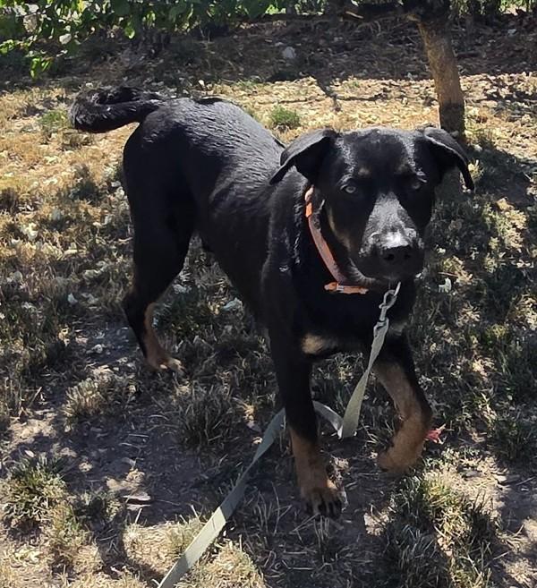 Enlarge Biggie, a Adoptable mixed breed in Salem, OR image 1/1