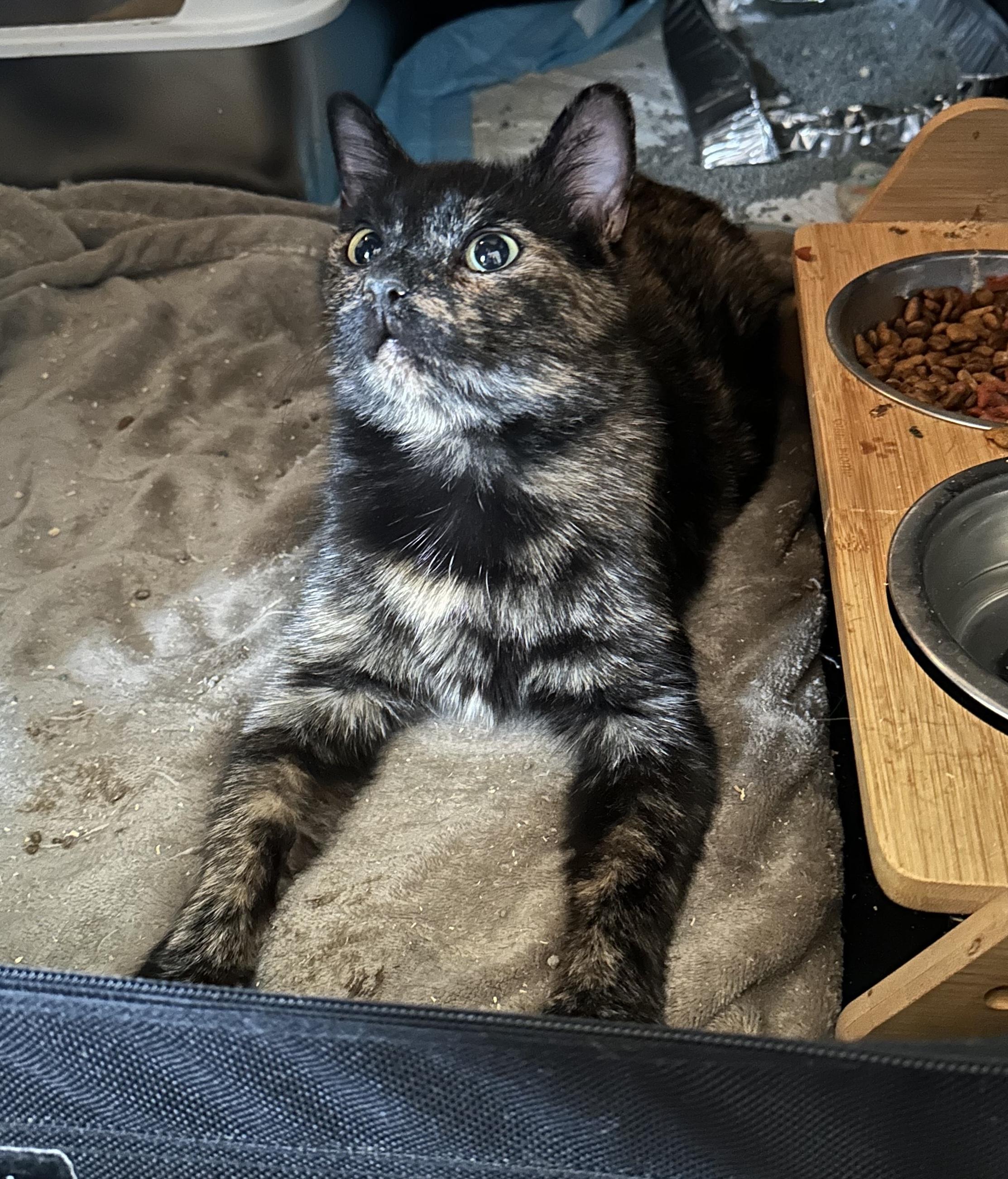 Enlarge Hope, a Adoptable Tortoiseshell in Pittsburgh, PA image 4/4