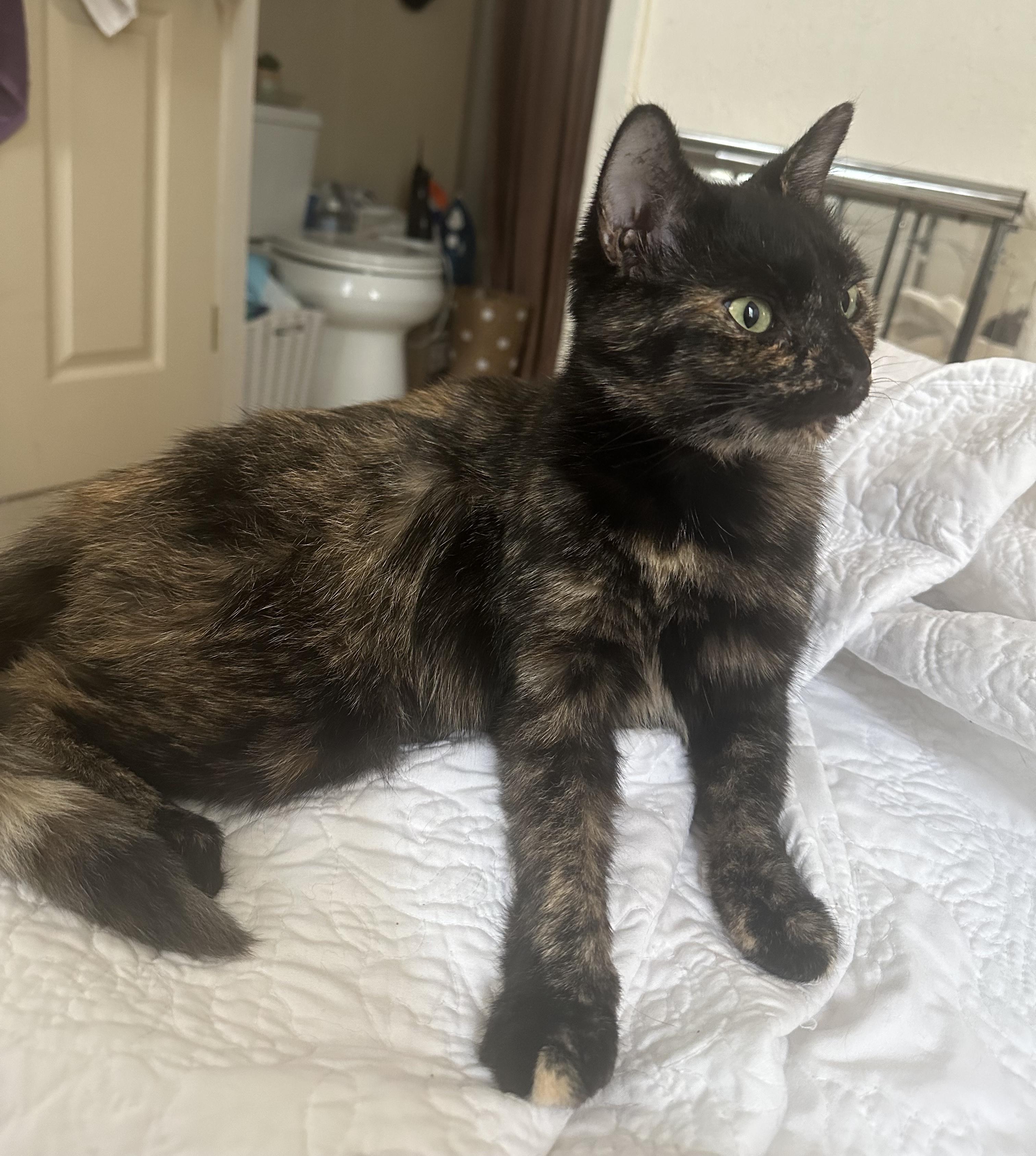 Enlarge Hope, a Adoptable Tortoiseshell in Pittsburgh, PA image 3/4