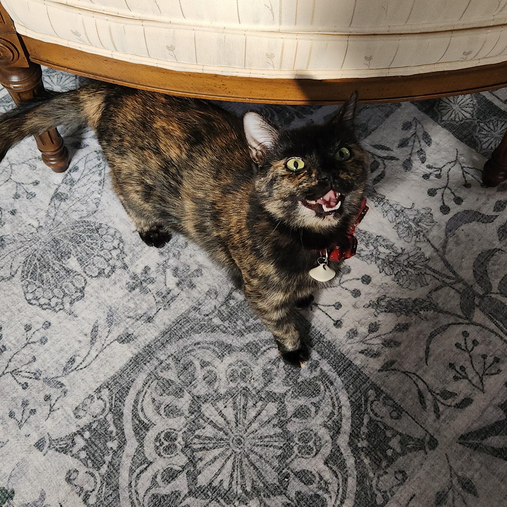 Enlarge Hope, an adopted Tortoiseshell in Pittsburgh, PA image 2/6