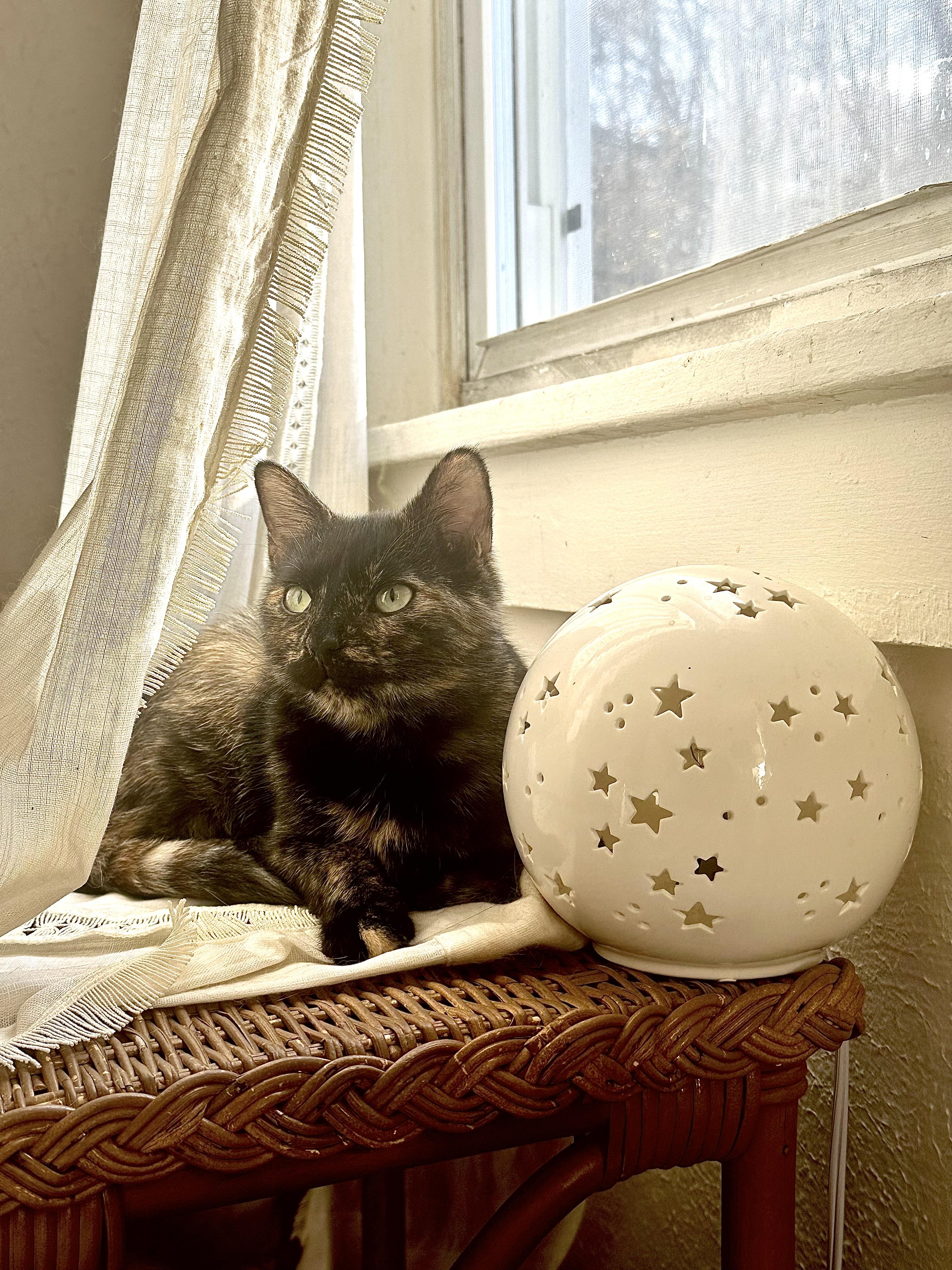 Enlarge Hope, a Adoptable Tortoiseshell in Pittsburgh, PA image 1/4