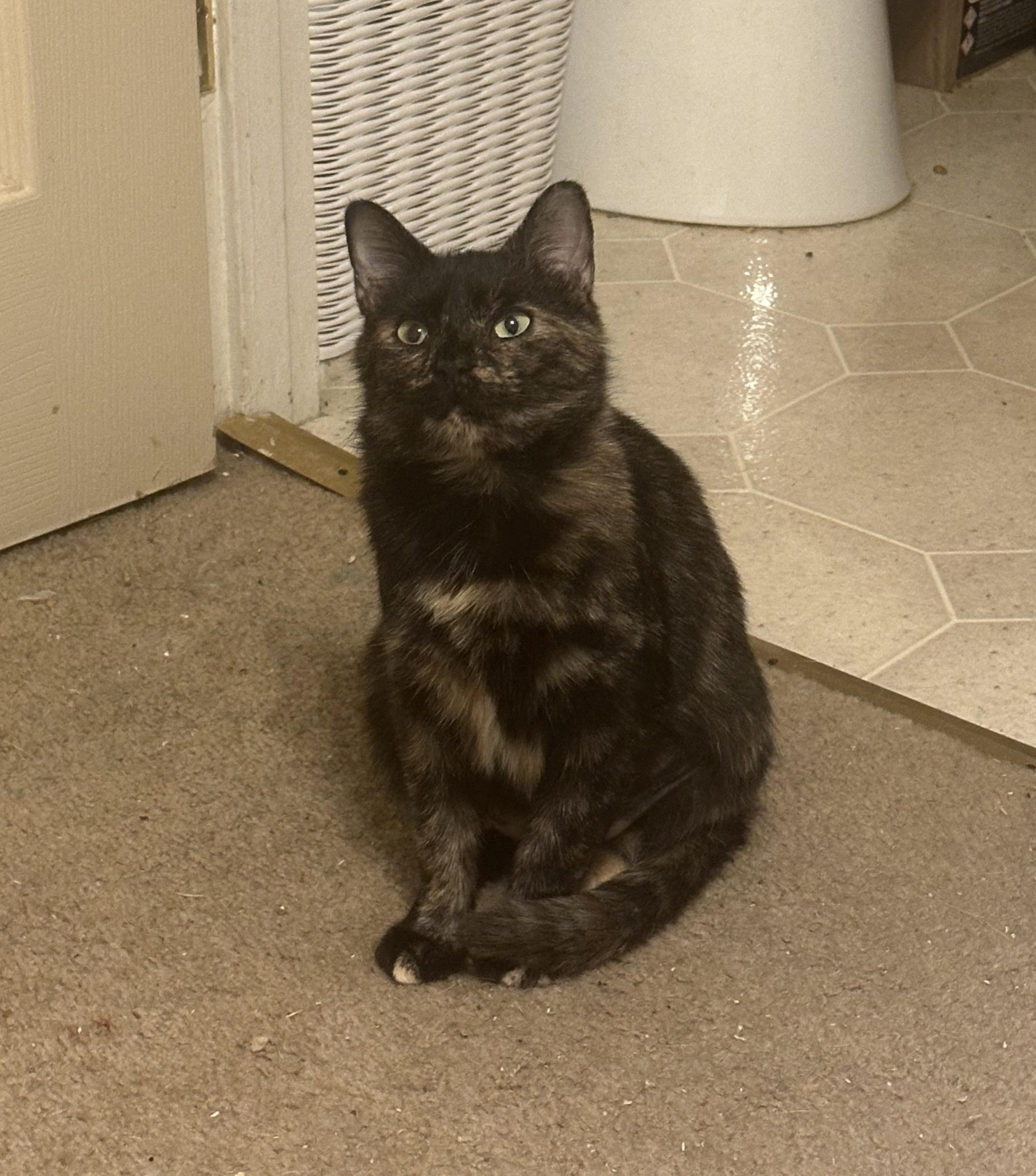 Enlarge Hope, a Adoptable Tortoiseshell in Pittsburgh, PA image 2/4