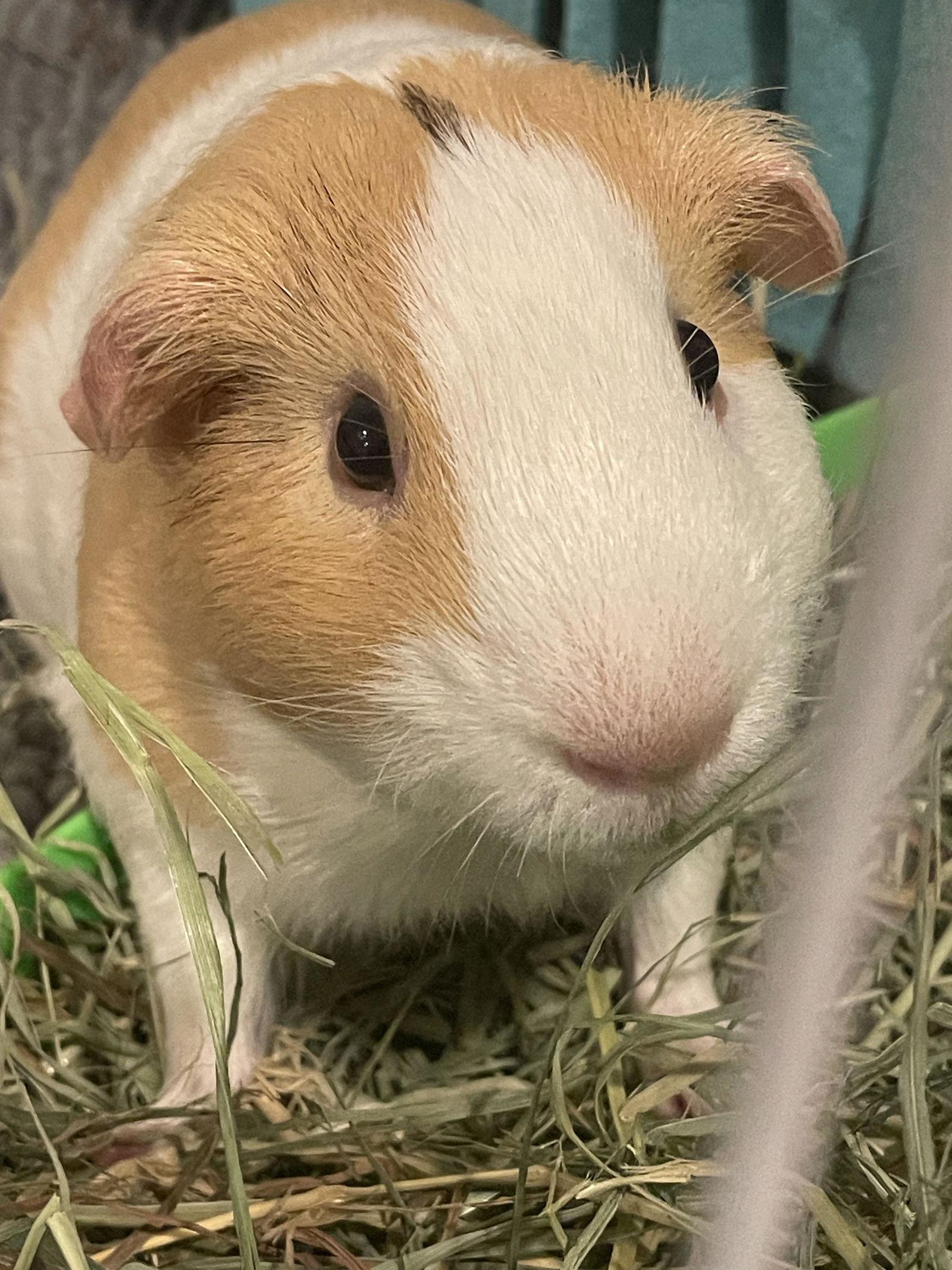 Simba, Adoptable, Adult Male Guinea Pig.