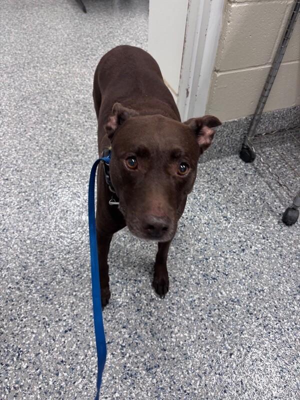 Sugar, Adoptable, Adult Female Pit Bull Terrier.