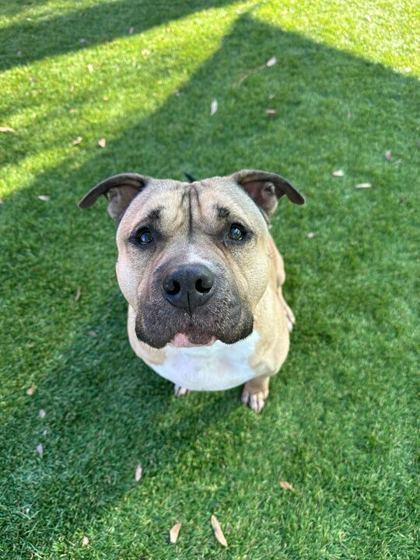 Enlarge Tim Tam - 2, a Adoptable mixed breed in Daytona Beach, FL image 1/3