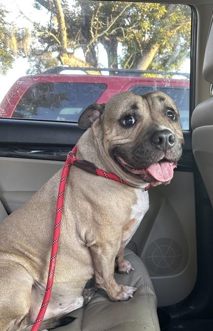 Enlarge Tim Tam - 2, a Adoptable mixed breed in Daytona Beach, FL image 2/3