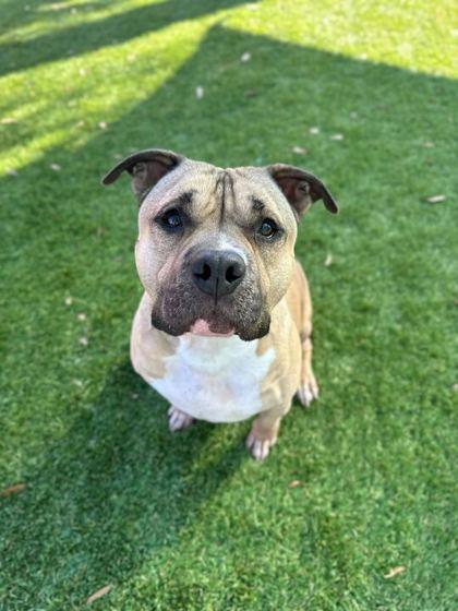 Enlarge Tim Tam - 2, a Adoptable mixed breed in Daytona Beach, FL image 3/3