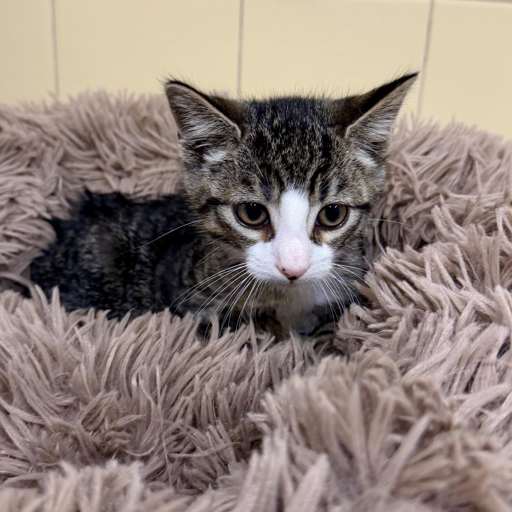 Enlarge Pietro, a Adoptable Domestic Short Hair in East Hampton, NY image 1/4
