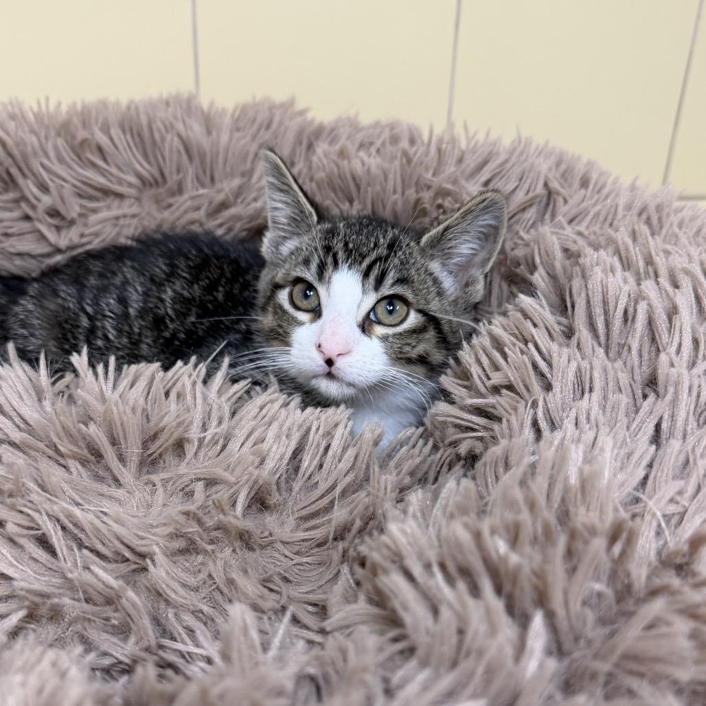 Enlarge Pietro, a Adoptable Domestic Short Hair in East Hampton, NY image 2/4