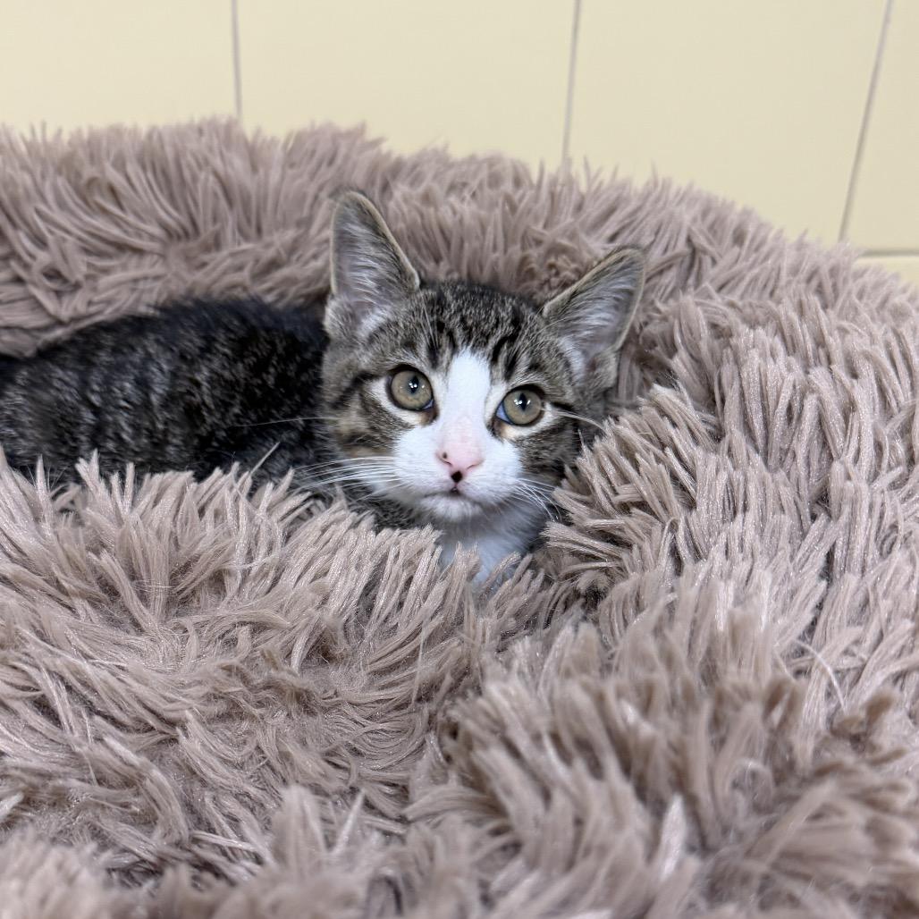 Enlarge Pietro, a Adoptable Domestic Short Hair in East Hampton, NY image 3/4