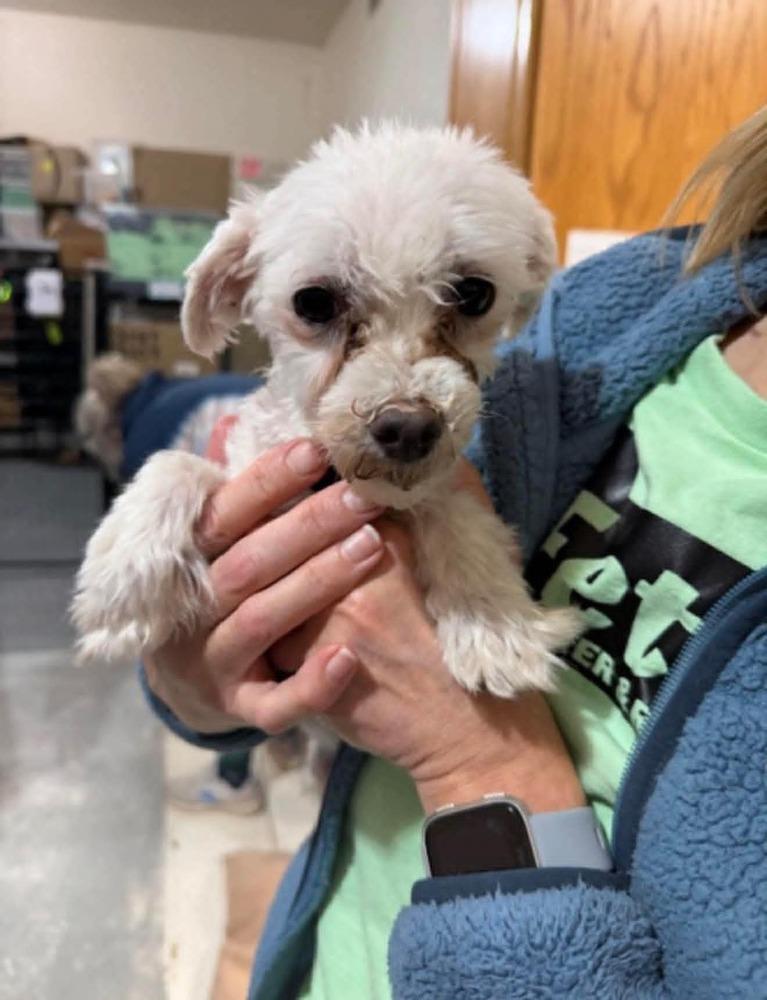 Enlarge Ireland, a Adoptable Maltese in Wausau, WI image 1/4